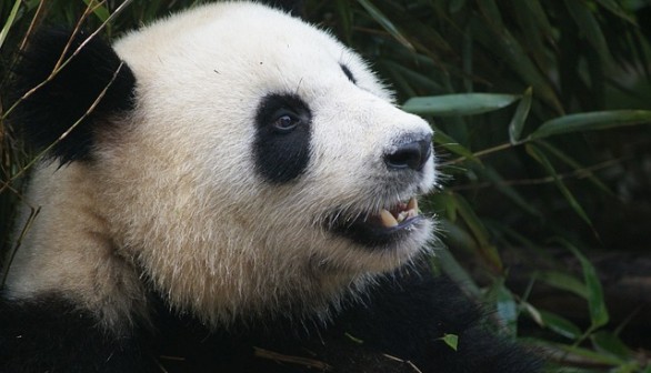 Loosing the Oldest Giant Panda