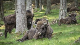 European Bison