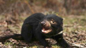 Tasmanian Devil Facing Disease Crisis