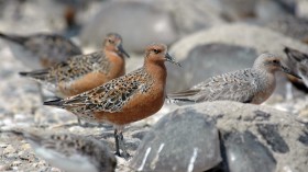 Rufa Red Knot Shorebird