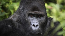 Gorilla