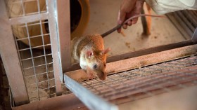 Cambodia's Demining Authority Train Giant Rats To Detect Landmines