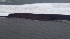 walrus herd 