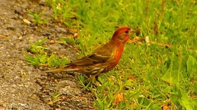 House finch