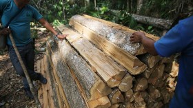 Deforestation In Brazil's Amazon Skyrockets After Years Of Decline