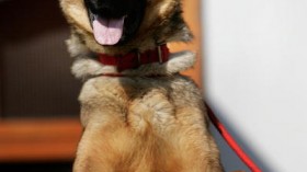 German shepherd