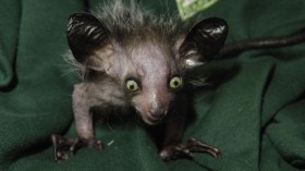 The First UK Captive Bred Aye Aye