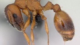 rock ant 