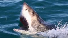 Great White Shark