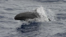 false killer whale 