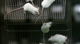 Mice Can Share And Smell Each Other's Pain, A New Study Reveals