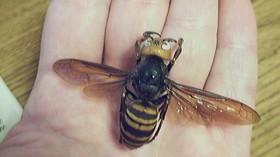 asian giant hornet 