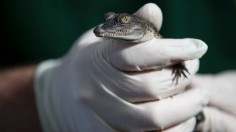 Philippine crocodile