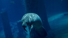 Manatee