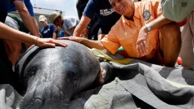 Many manatees in the wild die before they even reach the age of 10