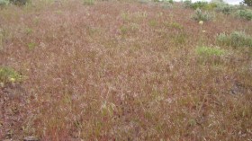 Downy Brome in Northern Nevada