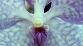 A close-up and detailed view of a Vanda Blue Magic Orchid. In plants, blue light is the one that gets reflected back in the absence of long wavelengths like red and green.