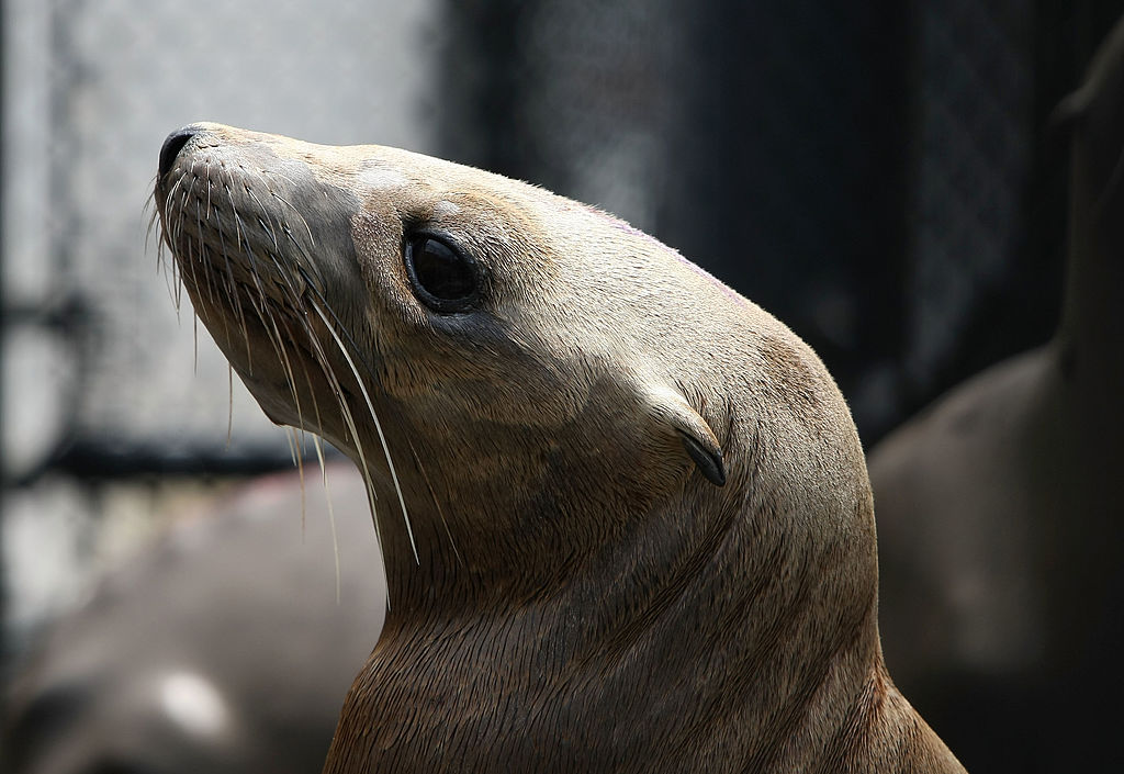 Arctic Bearded Seals Listed Under Endangered Species Act for Survival