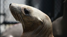 Beared seal