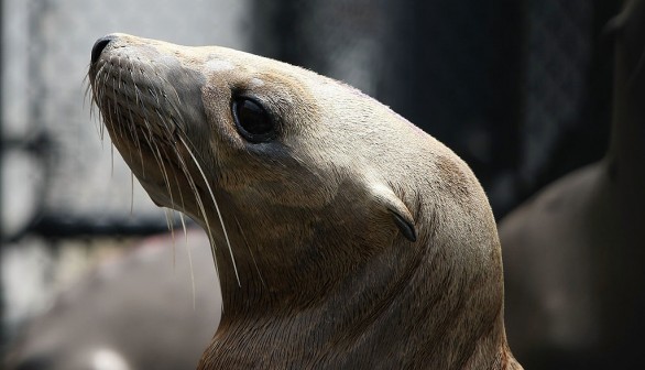 Beared seal