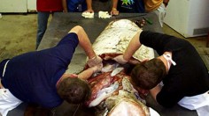 Examination of a giant squid