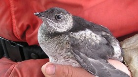 Kittlitz’s murrelet