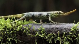 Pinocchio lizard