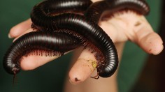 Millipede