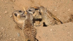 meerkats