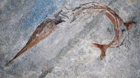 Fossil