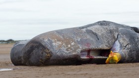 Sperm whale