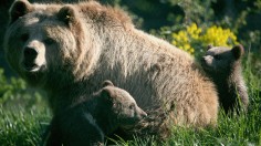 Brown Bear Cubs Born In Wildlife Park