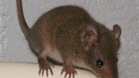 A brown antechinus is pictured.