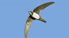 Alpine swift