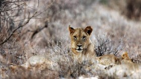 The brains of wild cats don't follow evolutionary norms