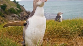 Yellow-eyed Penguin