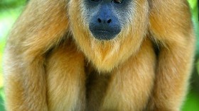 howler monkey