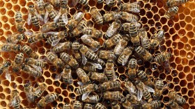 Beekeepers Report Alarming Decline in Bee Populations