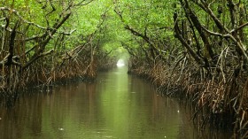 Everglades