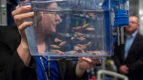 Researchers discovered that zebrafish possess a protein that allows them to heal their severed spine.