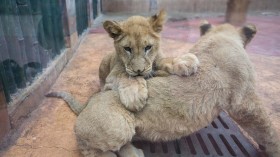 Ancient Lion Cubs Found Frozen in Russia