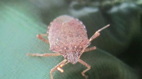 Stink bug 