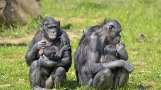 Young bonobos with adults 