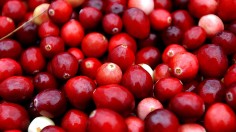 Colorful Cranberry Bogs