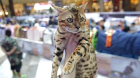 Ferile Cats Killing Endangered Creatures in Hawaii