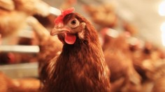 Domesticated chickens crossed ancient roads and seas through migration, exchange and trade