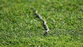 World's Tiniest Snake Found in Island of Martinique