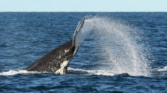 Whale song vibrations may be disrupted by human activity