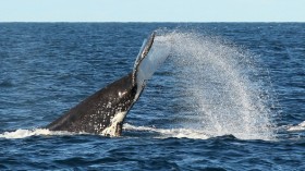 Whale song vibrations may be disrupted by human activity