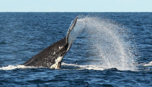 Whale song vibrations may be disrupted by human activity